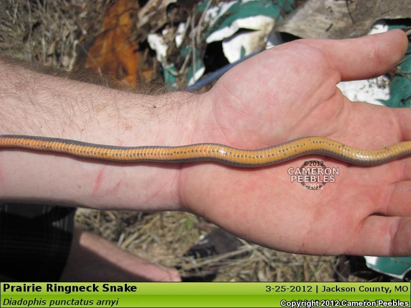 Prairie Ring-necked Snake (Diadophis punctatus arnyi)