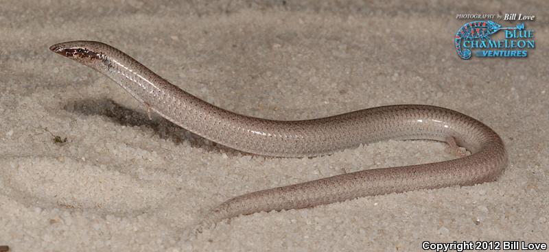 Sand Skink (Plestiodon reynoldsi)