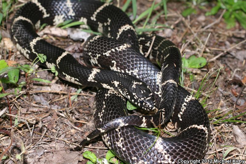 Eastern Kingsnake (Lampropeltis getula getula)