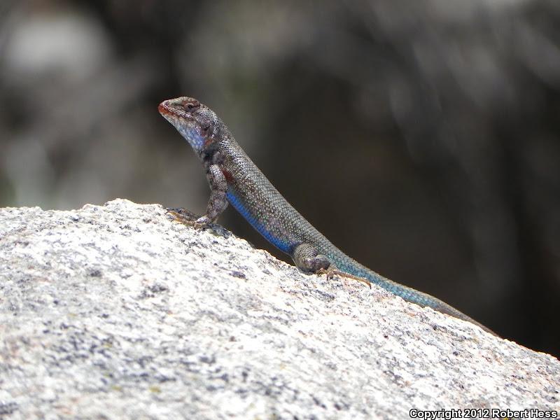 Southern Sagebrush Lizard Sceloporus Graciosus Vandenburgianus