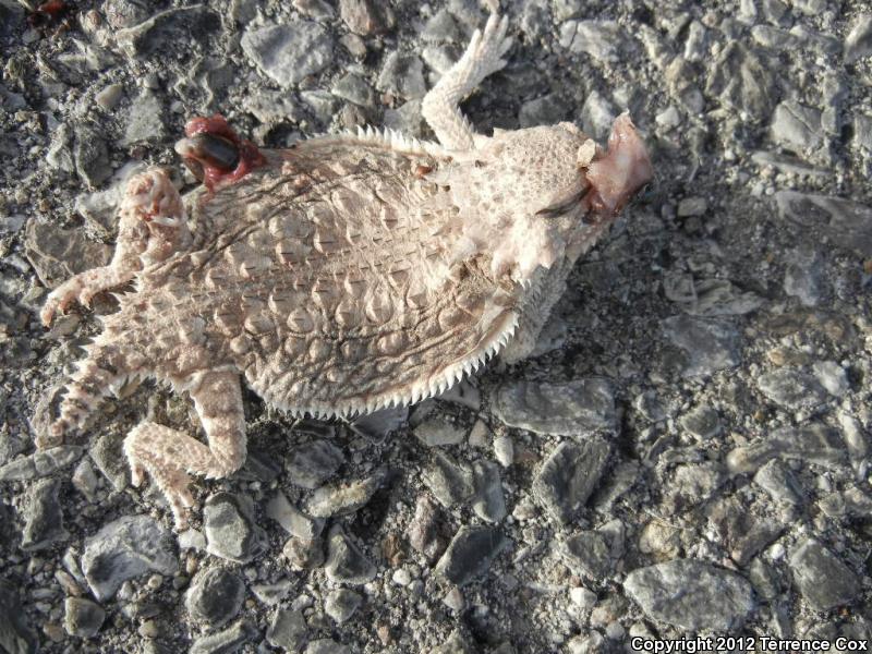 Regal Horned Lizard (Phrynosoma solare)