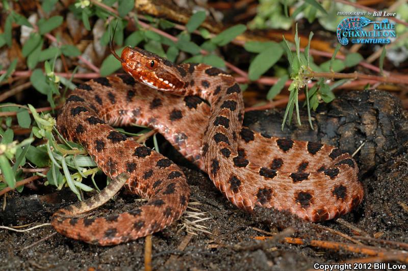 Carolina Pigmy Rattlesnake (Sistrurus miliarius miliarius)