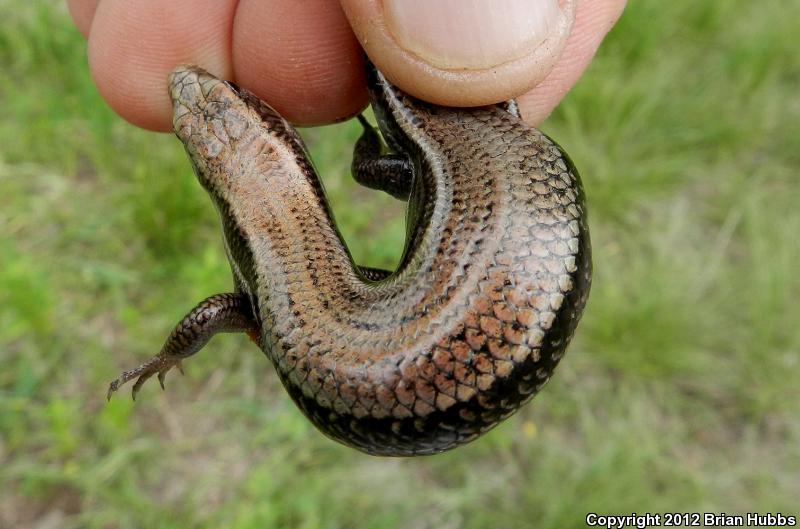 Five-lined Skink (Plestiodon Fasciatus)