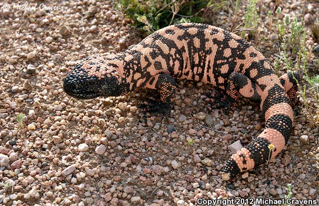 Reticulate Gila Monster (Heloderma suspectum suspectum)