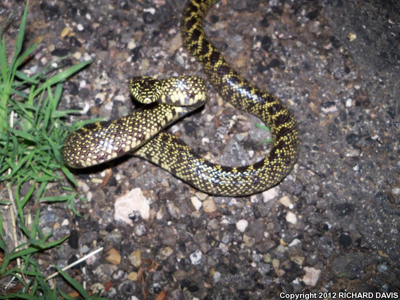 Desert Kingsnake (Lampropeltis Getula Splendida)