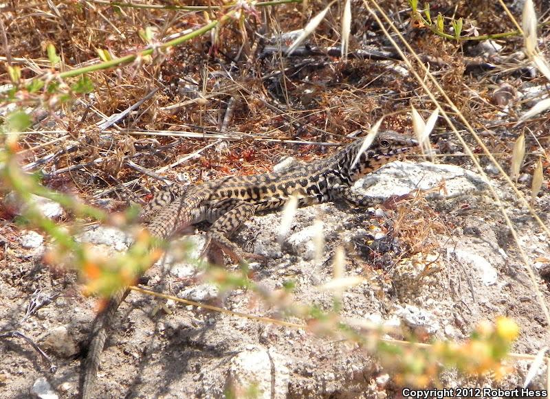 Coastal Whiptail (Aspidoscelis tigris stejnegeri)