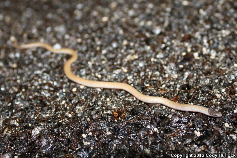 Smith's Black-headed Snake (Tantilla hobartsmithi)