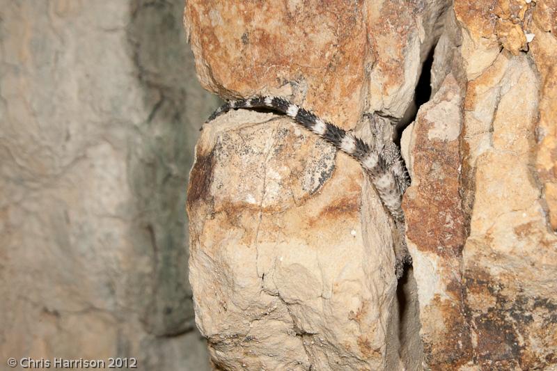 New Mexico Crevice Spiny Lizard (Sceloporus poinsettii poinsettii)