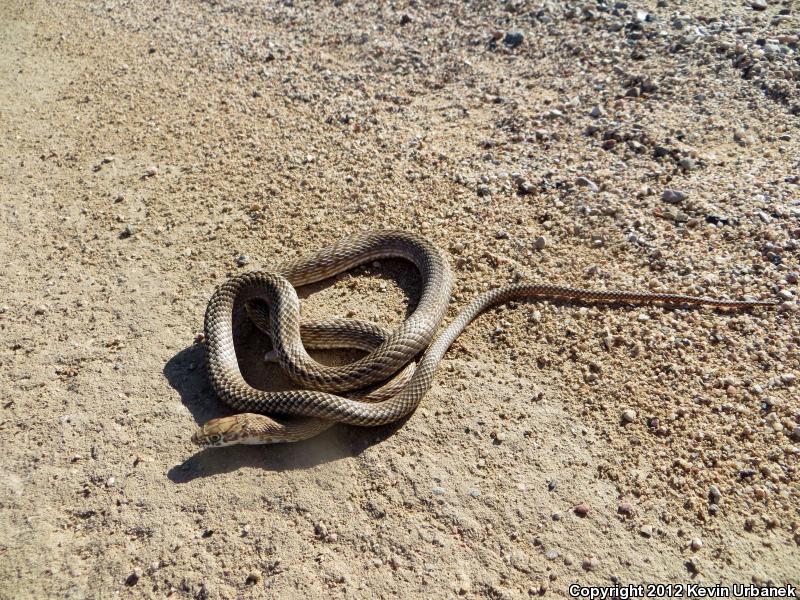 Western Coachwhip (Coluber flagellum testaceus)