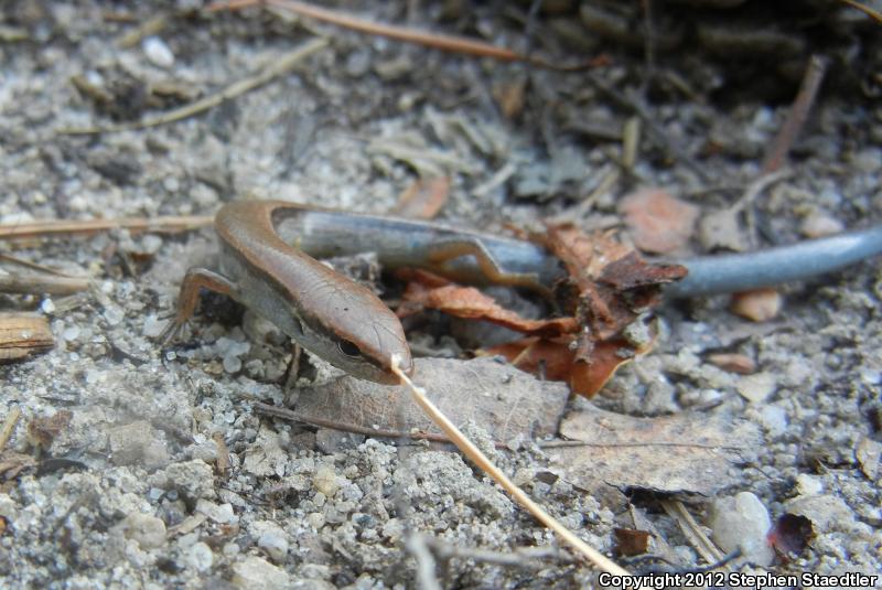 Little Brown Skink (Scincella lateralis)