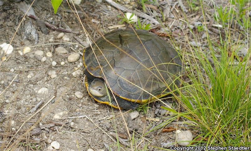 Northern Diamond-backed Terrapin (Malaclemys terrapin terrapin)