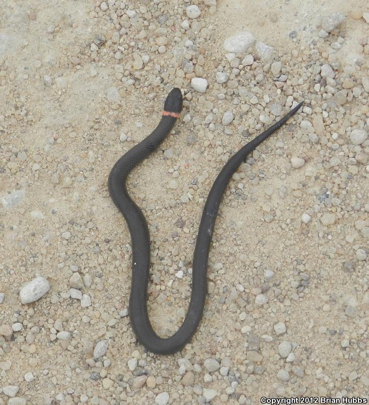 Prairie Ring-necked Snake (Diadophis punctatus arnyi)