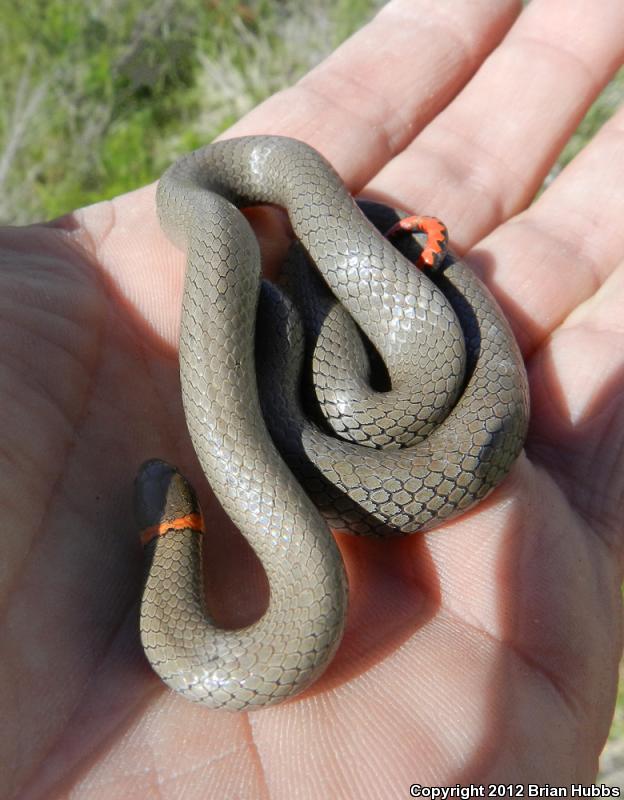 Prairie Ring-necked Snake (Diadophis punctatus arnyi)