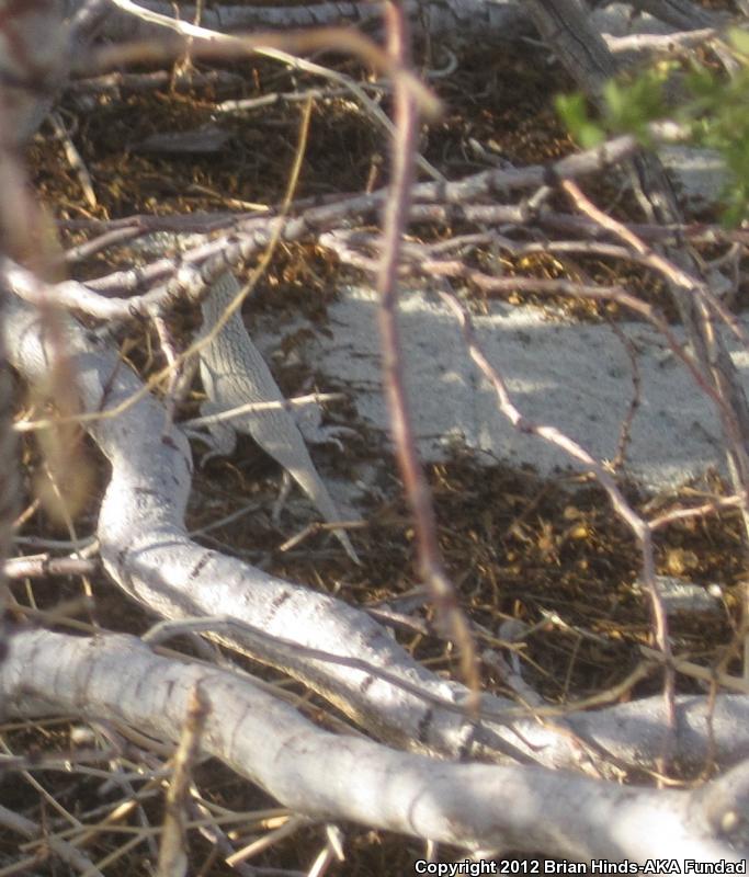 Coachella Valley Fringe-toed Lizard (Uma inornata)