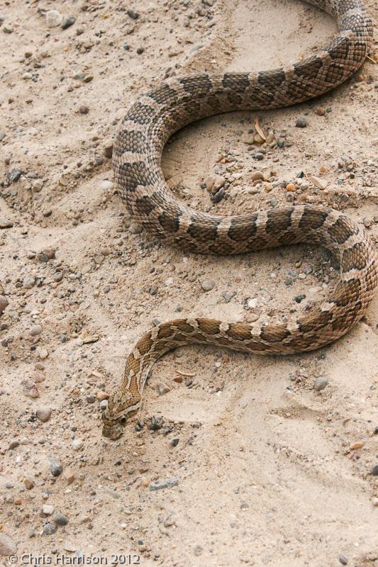 Great Plains Ratsnake (Pantherophis emoryi)