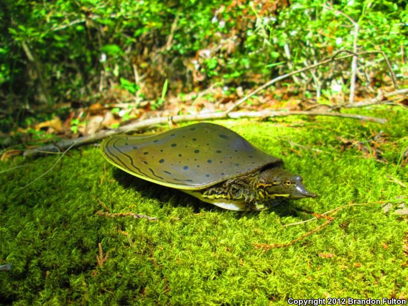 Gulf Coast Spiny Softshell (Apalone spinifera aspera)