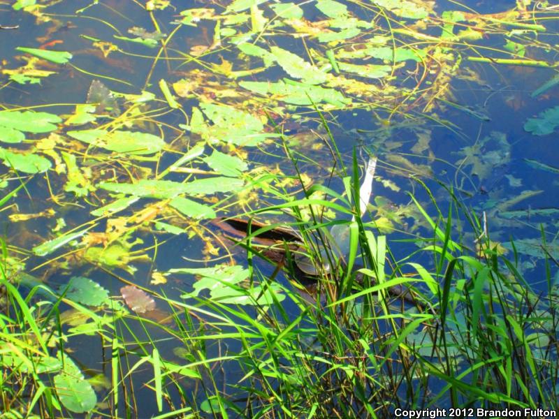 Gulf Coast Spiny Softshell (Apalone spinifera aspera)