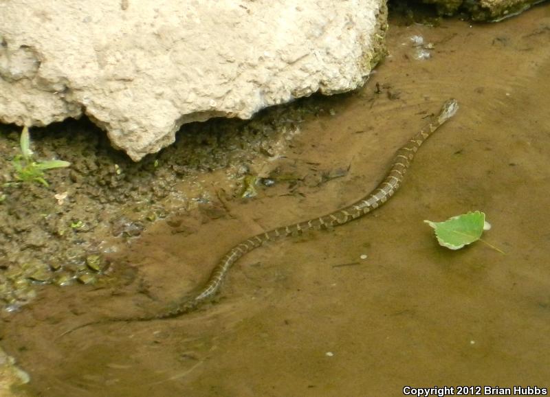 Northern Watersnake (Nerodia sipedon sipedon)