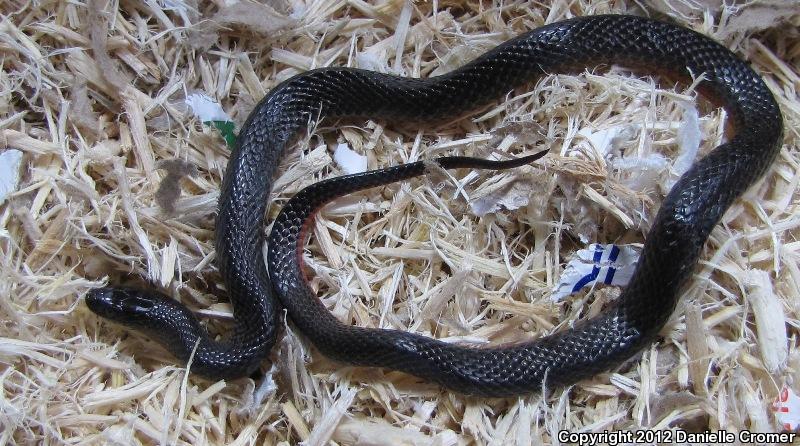 North Florida Swampsnake (Seminatrix pygaea pygaea)