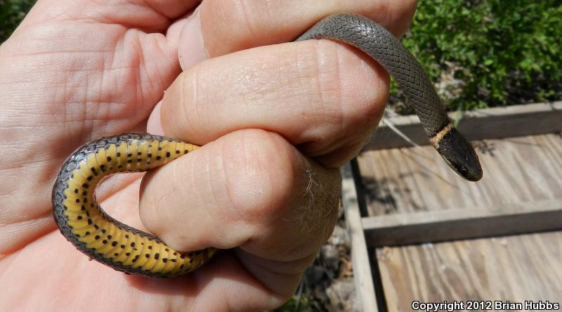 Prairie Ring-necked Snake (Diadophis punctatus arnyi)