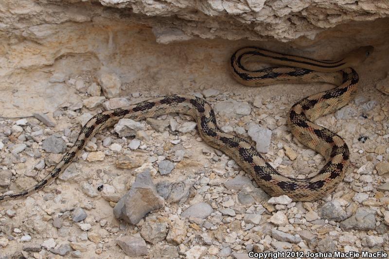 Trans-Pecos Rat Snake (Bogertophis subocularis)