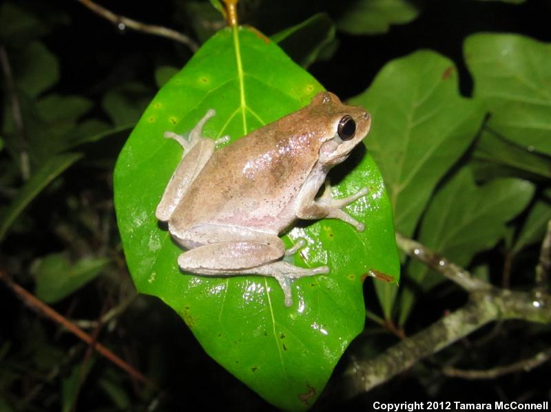 Pine Woods Treefrog (Hyla femoralis)