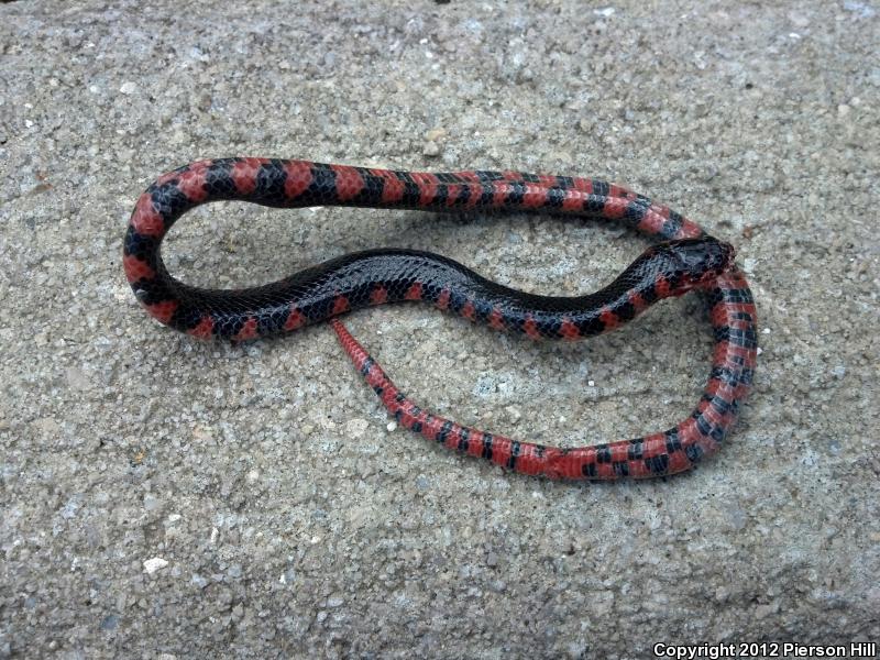 Eastern Mudsnake (Farancia abacura abacura)