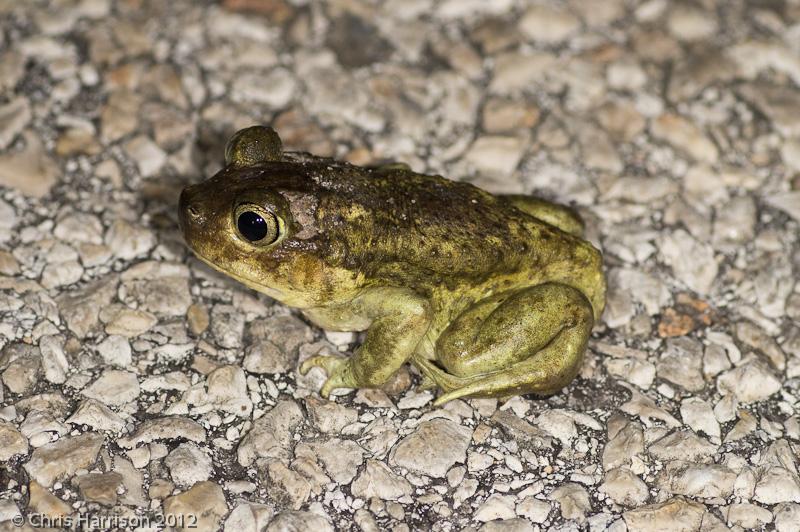 Hurter's Spadefoot (Scaphiopus hurterii)