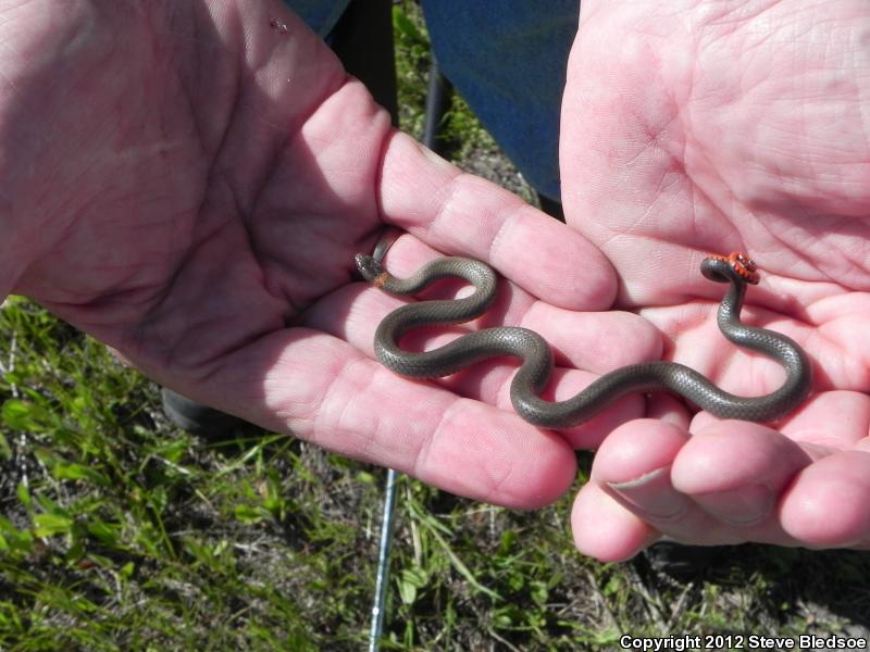 San Diego Ring-necked Snake (Diadophis punctatus similis)