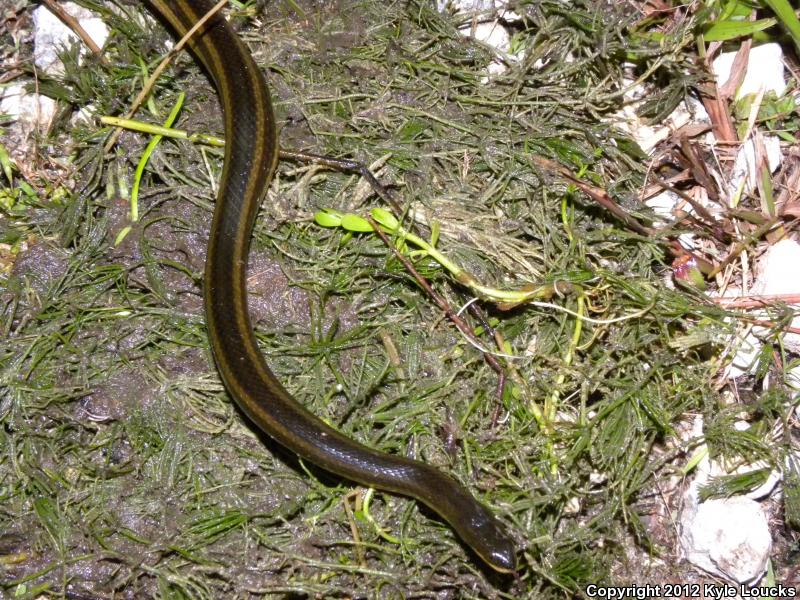 Striped Crayfish Snake (Regina alleni)