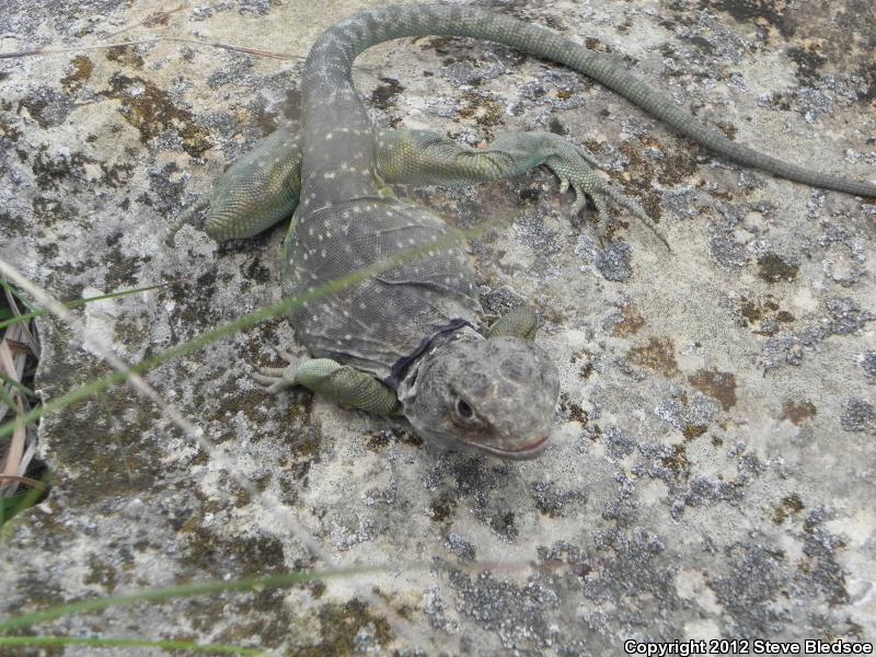 Eastern Collared Lizard (Crotaphytus collaris)