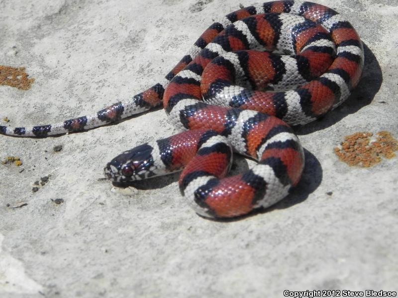 Red Milksnake (Lampropeltis triangulum syspila)