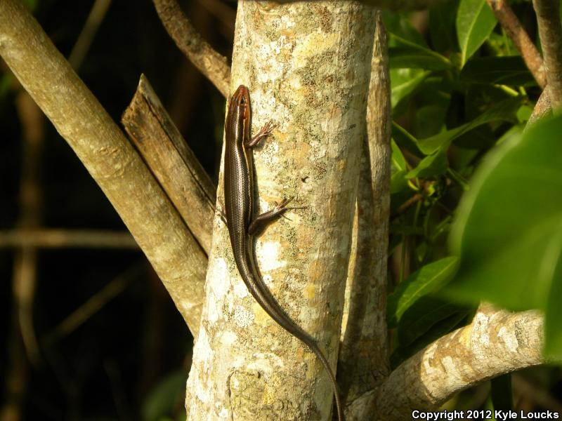 Southeastern Five-lined Skink (Plestiodon inexpectatus)