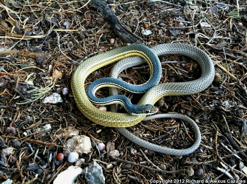 Sonoran Whipsnake (Coluber bilineatus)