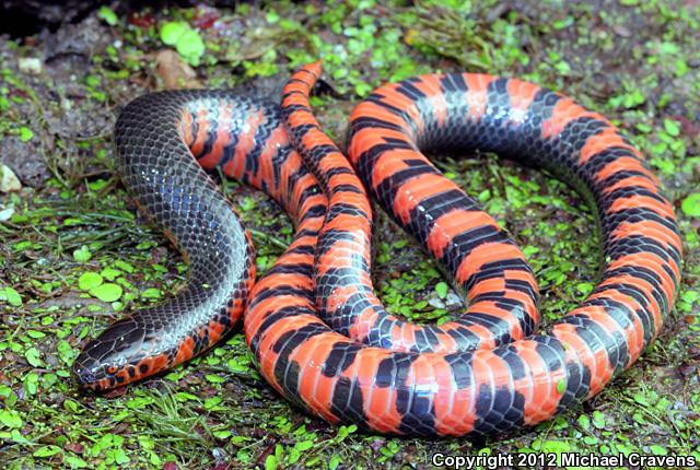 Western Mudsnake (Farancia abacura reinwardtii)