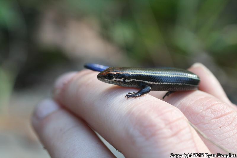 Northern Coal Skink (Plestiodon anthracinus anthracinus)