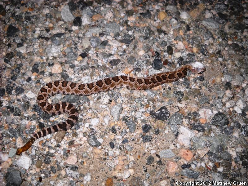 Southern Pacific Rattlesnake (Crotalus oreganus helleri)