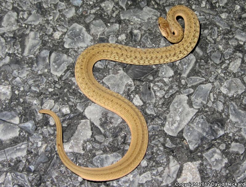 Marsh Brownsnake (Storeria dekayi limnetes)