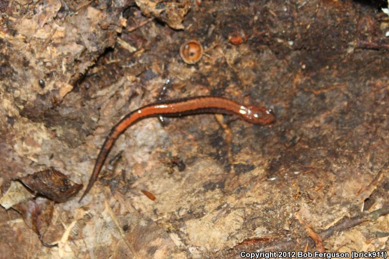 Eastern Red-backed Salamander (Plethodon cinereus)