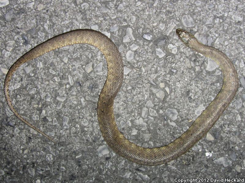 Mississippi Green Watersnake (Nerodia cyclopion)