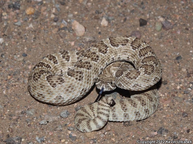 Prairie Rattlesnake (Crotalus viridis)