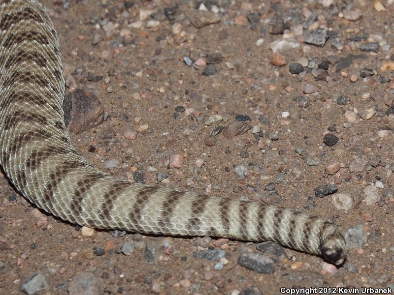 Prairie Rattlesnake (Crotalus viridis)