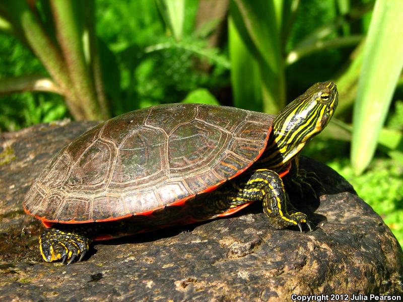 Western Painted Turtle (chrysemys Picta Bellii)