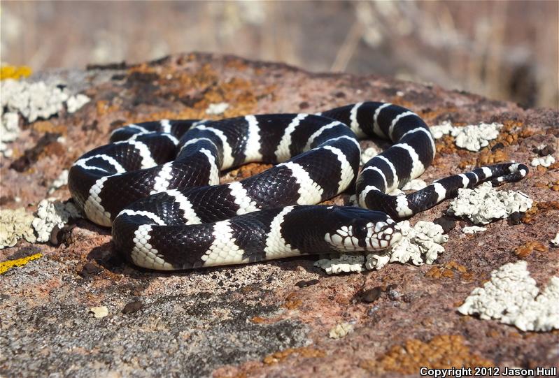 California Kingsnake (Lampropeltis Getula Californiae)