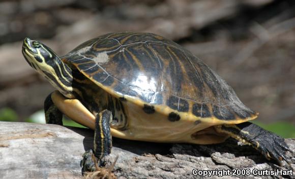 Peninsula Cooter (Pseudemys peninsularis)