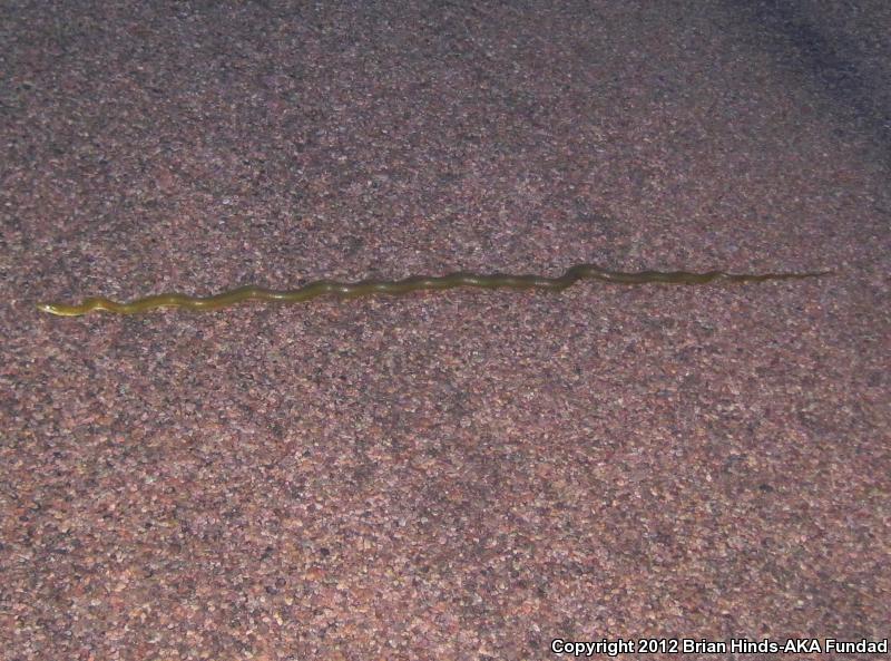 Green Ratsnake (Senticolis triaspis intermedia)