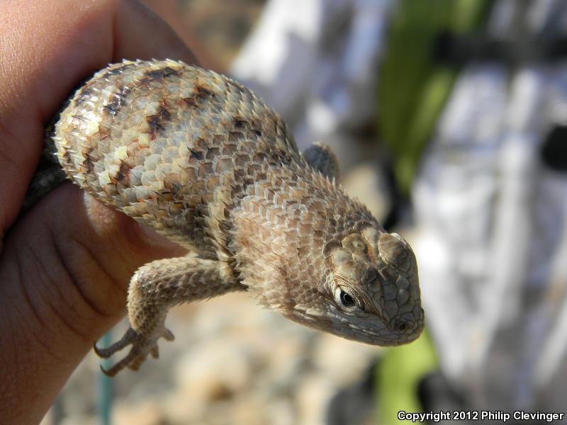 Yellow-backed Spiny Lizard (Sceloporus uniformis)