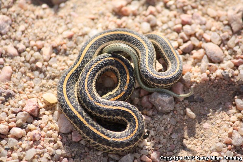 Plains Gartersnake (Thamnophis Radix)