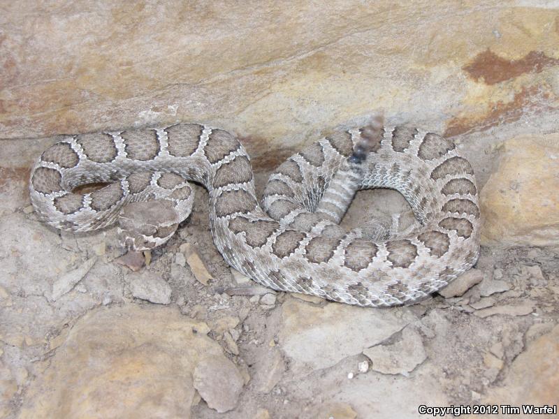 Midget Faded Rattlesnake (Crotalus oreganus concolor)