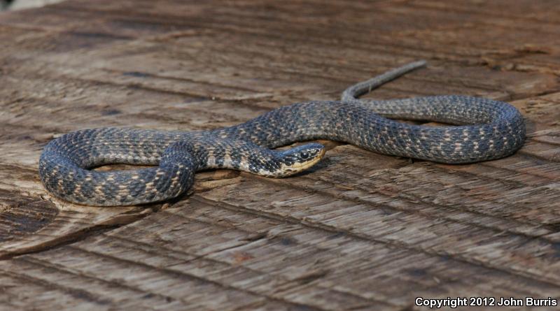 Kirtland's Snake (Clonophis kirtlandii)